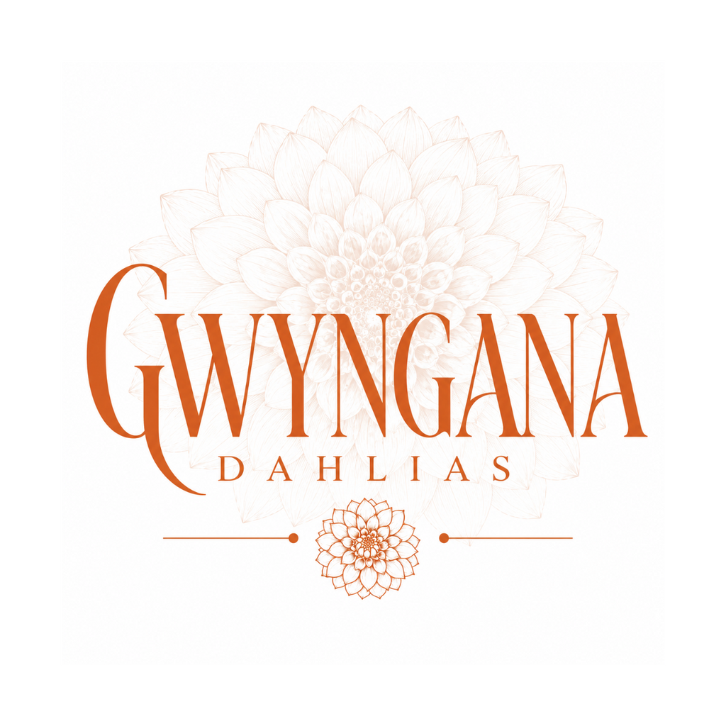 Gwyngana Dahlias