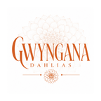 Gwyngana Dahlias