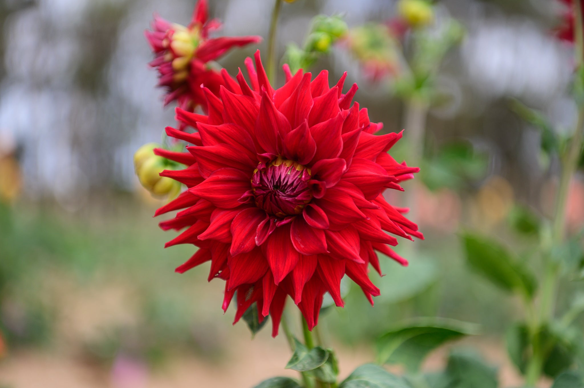 Gwyngana Dahlias