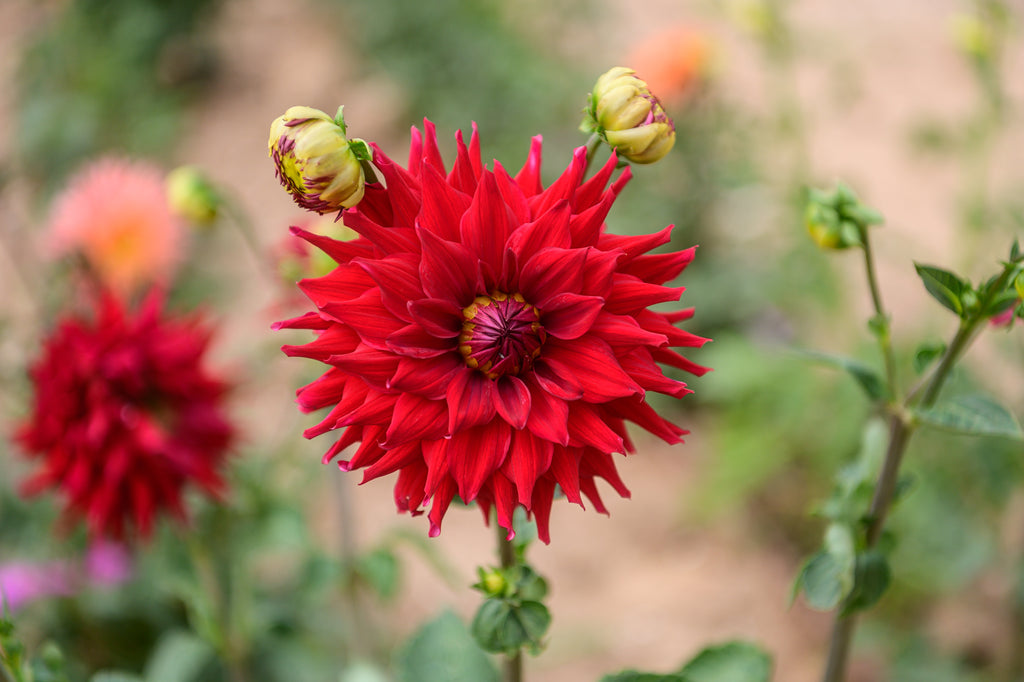 Gwyngana Dahlias