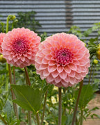 Gwyngana Dahlias