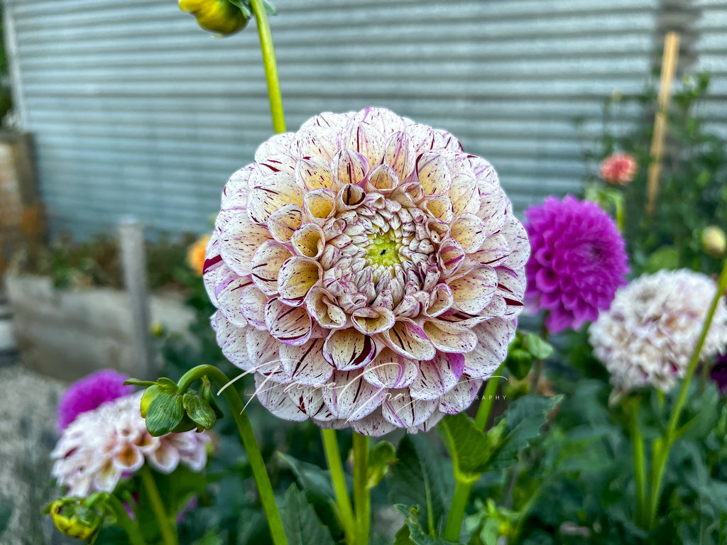 Gwyngana Dahlias