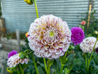 Gwyngana Dahlias