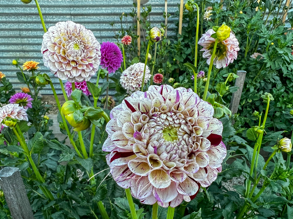 Gwyngana Dahlias