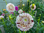 Gwyngana Dahlias