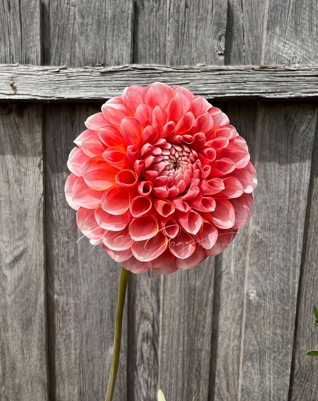Gwyngana Dahlias