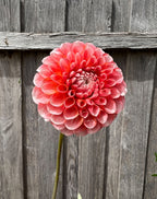 Gwyngana Dahlias