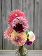 Gwyngana Dahlias
