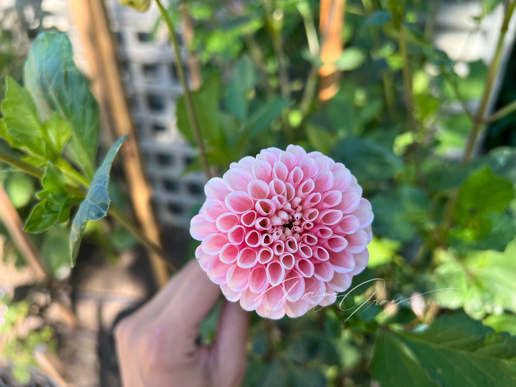 Gwyngana Dahlias