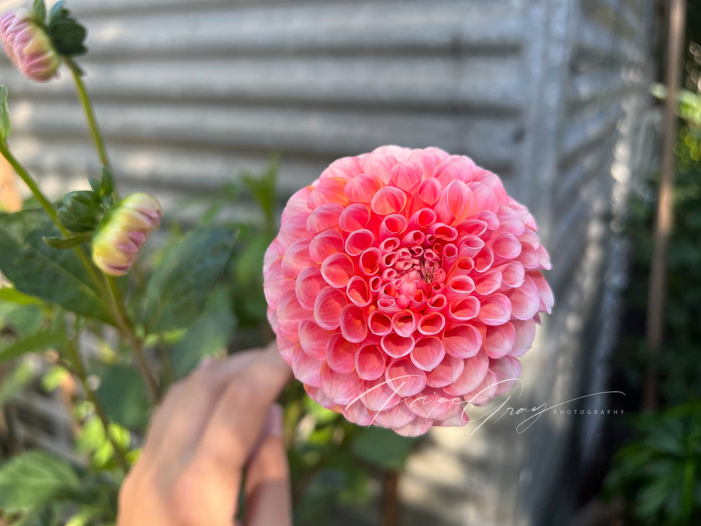 Gwyngana Dahlias