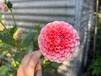 Gwyngana Dahlias