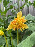 Gwyngana Dahlias