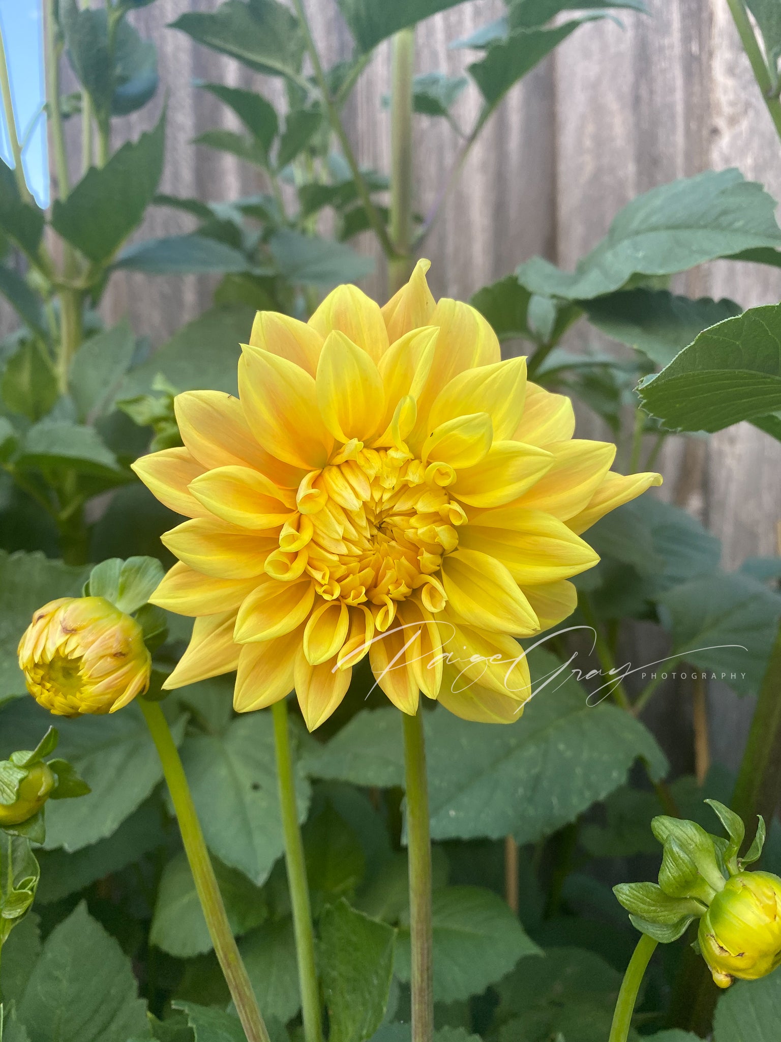 Gwyngana Dahlias
