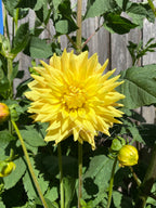 Gwyngana Dahlias