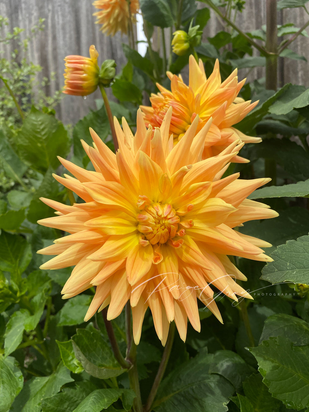 Gwyngana Dahlias