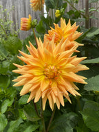 Gwyngana Dahlias