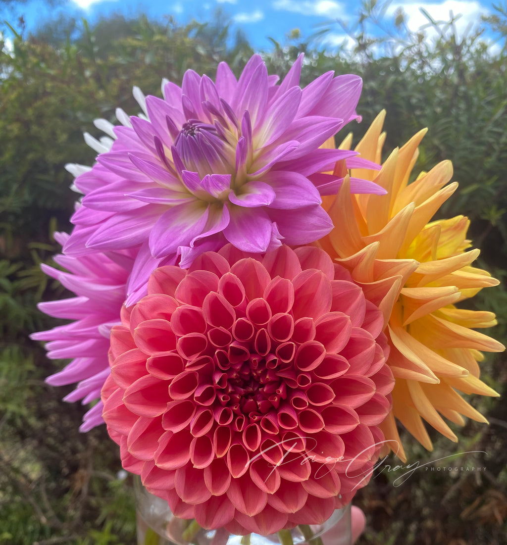 Gwyngana Dahlias