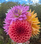 Gwyngana Dahlias