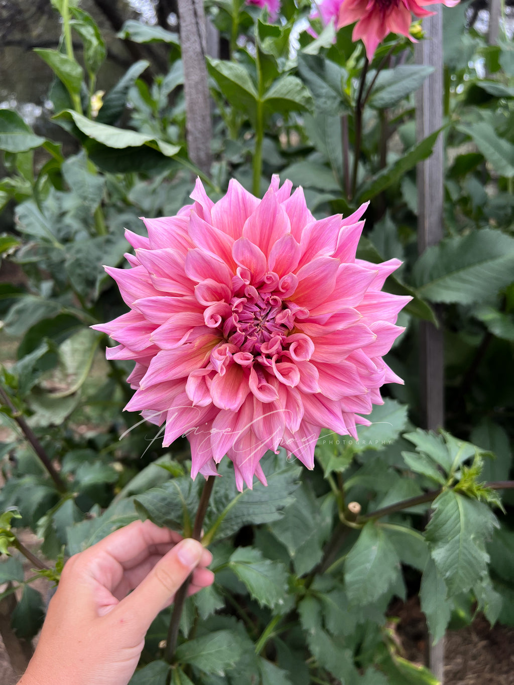 Carlos/Buckajo Watermelon (3 pack)