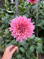 Carlos/Buckajo Watermelon (3 pack)