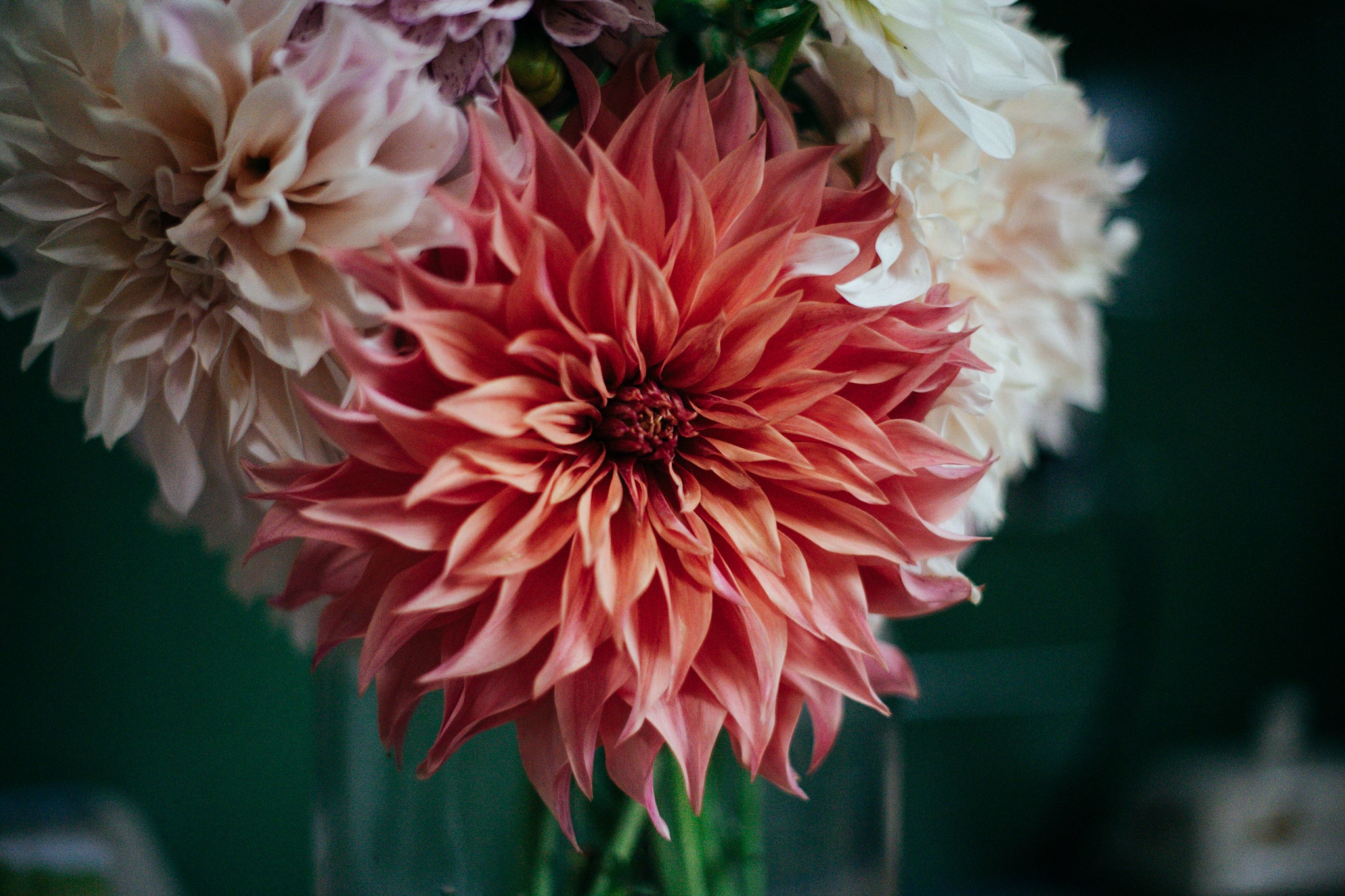 Gwyngana Dahlias
