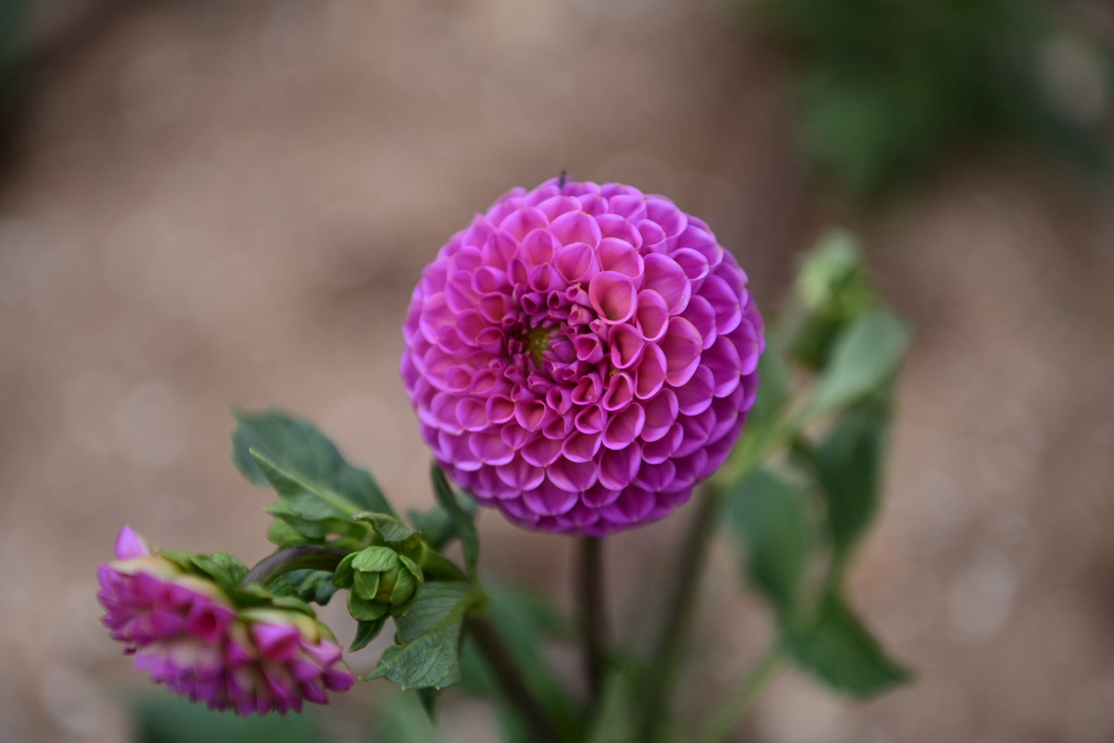 Gwyngana Dahlias