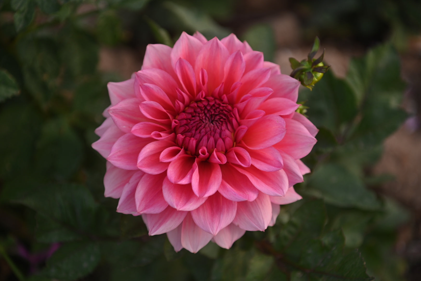 Gwyngana Dahlias