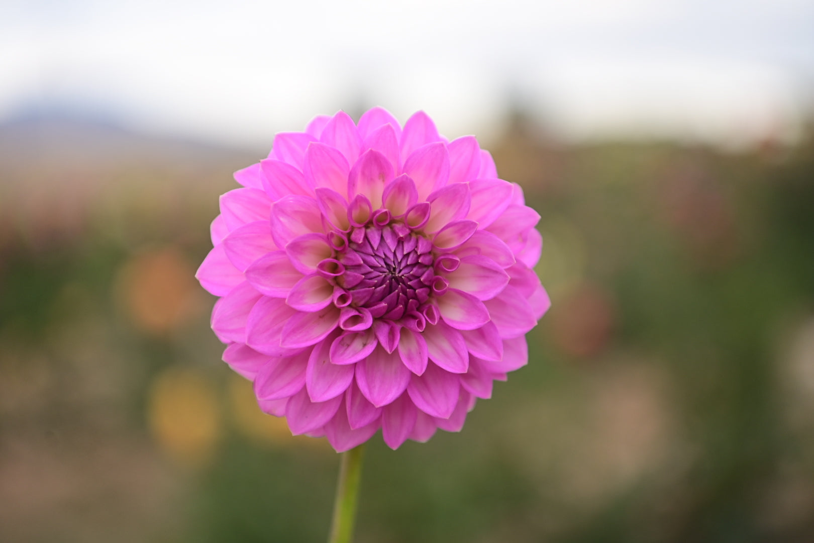 Gwyngana Dahlias