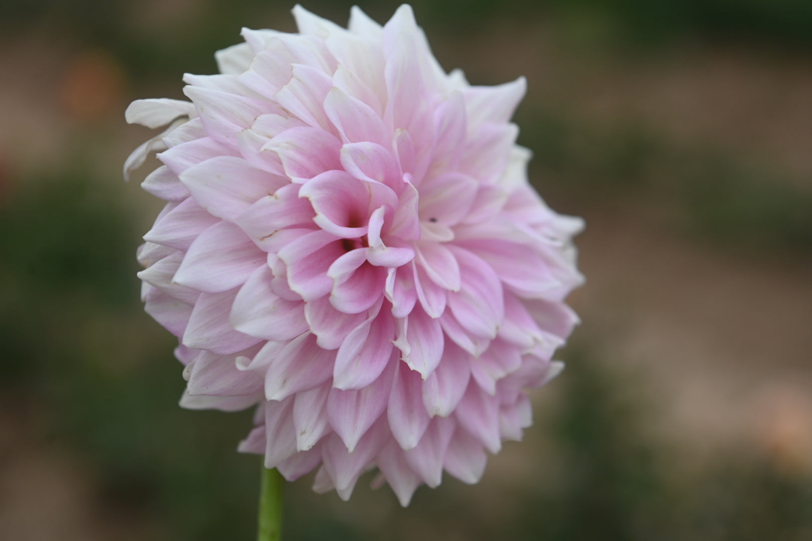 Gwyngana Dahlias