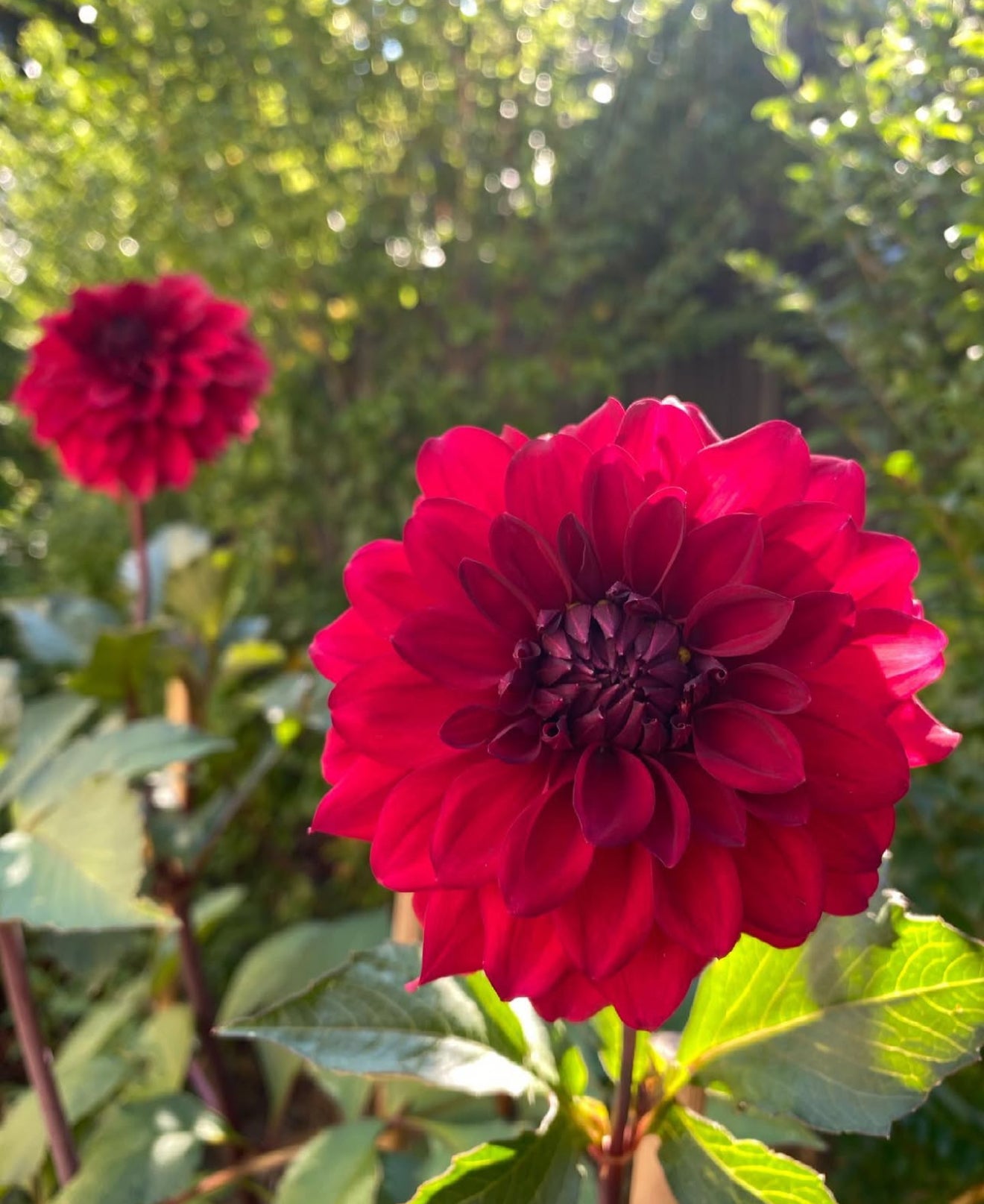Gwyngana Dahlias