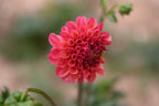 Gwyngana Dahlias