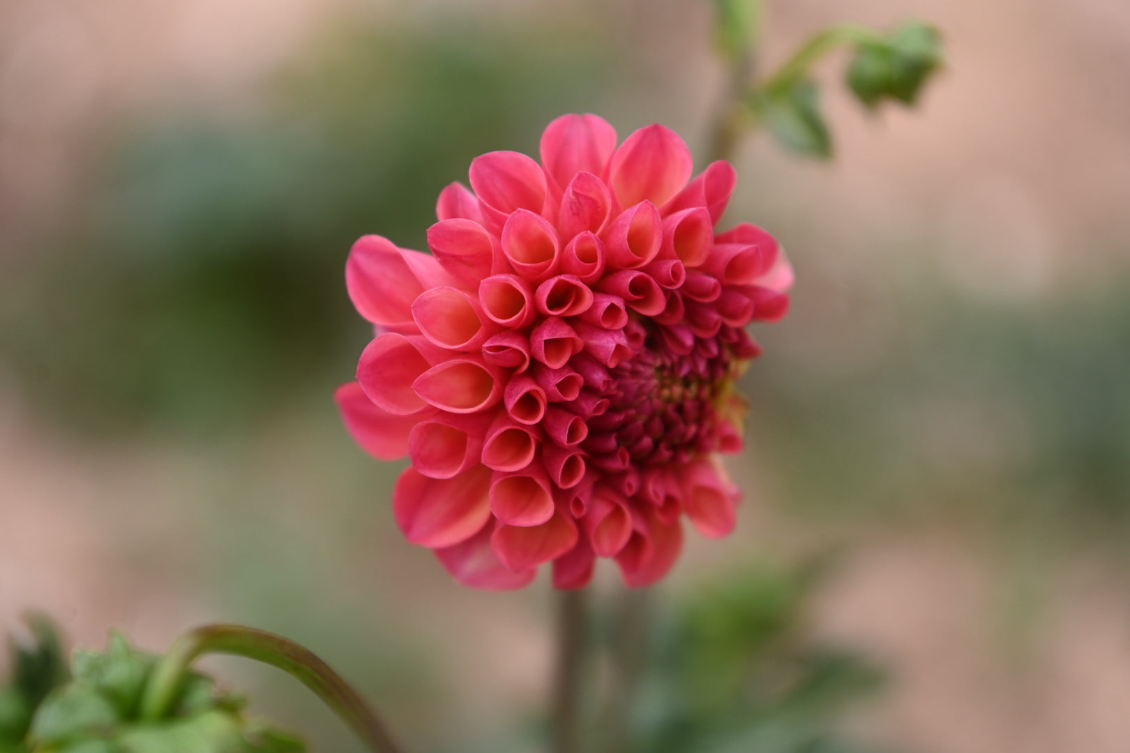 Gwyngana Dahlias