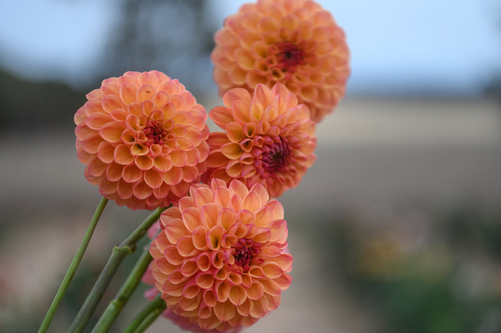 Parklea KB1 - 1 per customer/household