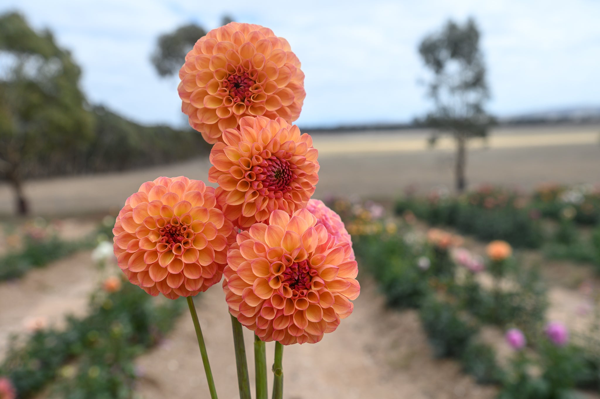 Parklea KB1 - 1 per customer/household