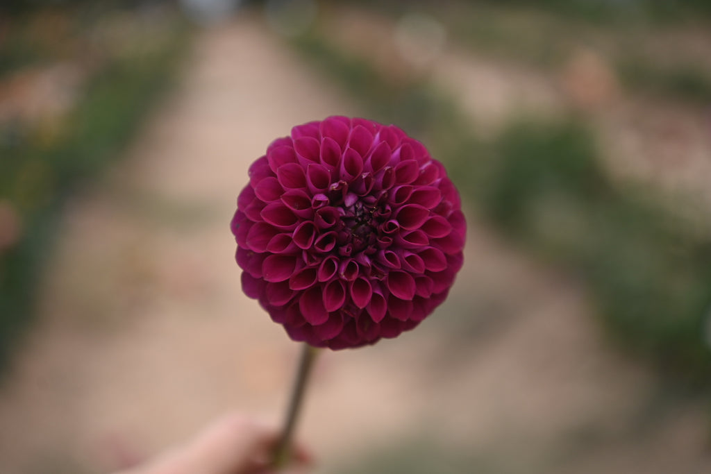 Gwyngana Dahlias