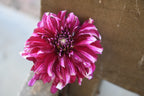 Gwyngana Dahlias