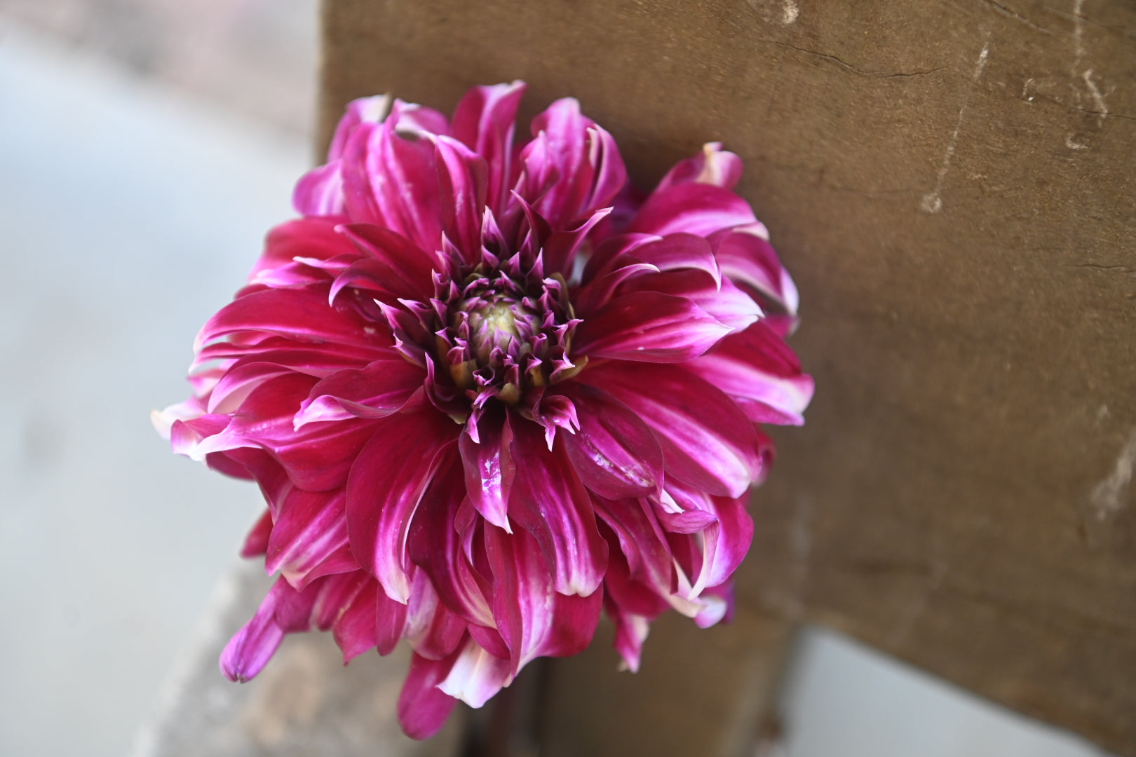 Gwyngana Dahlias