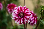 Gwyngana Dahlias