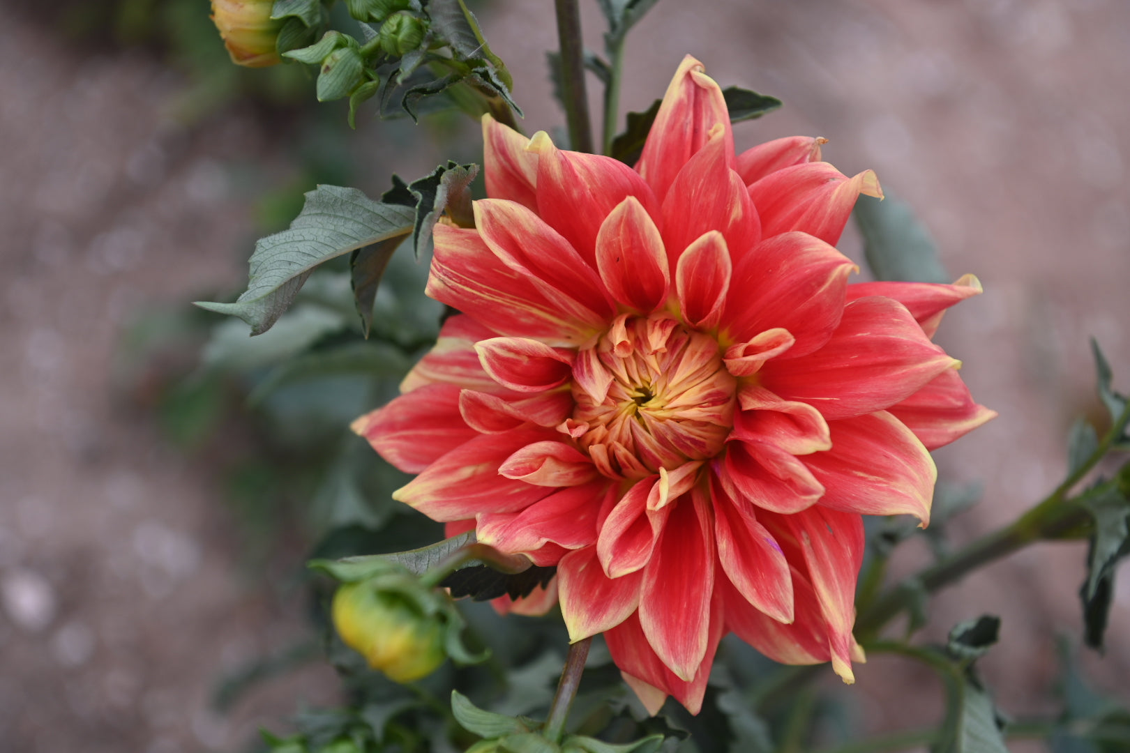 Gwyngana Dahlias