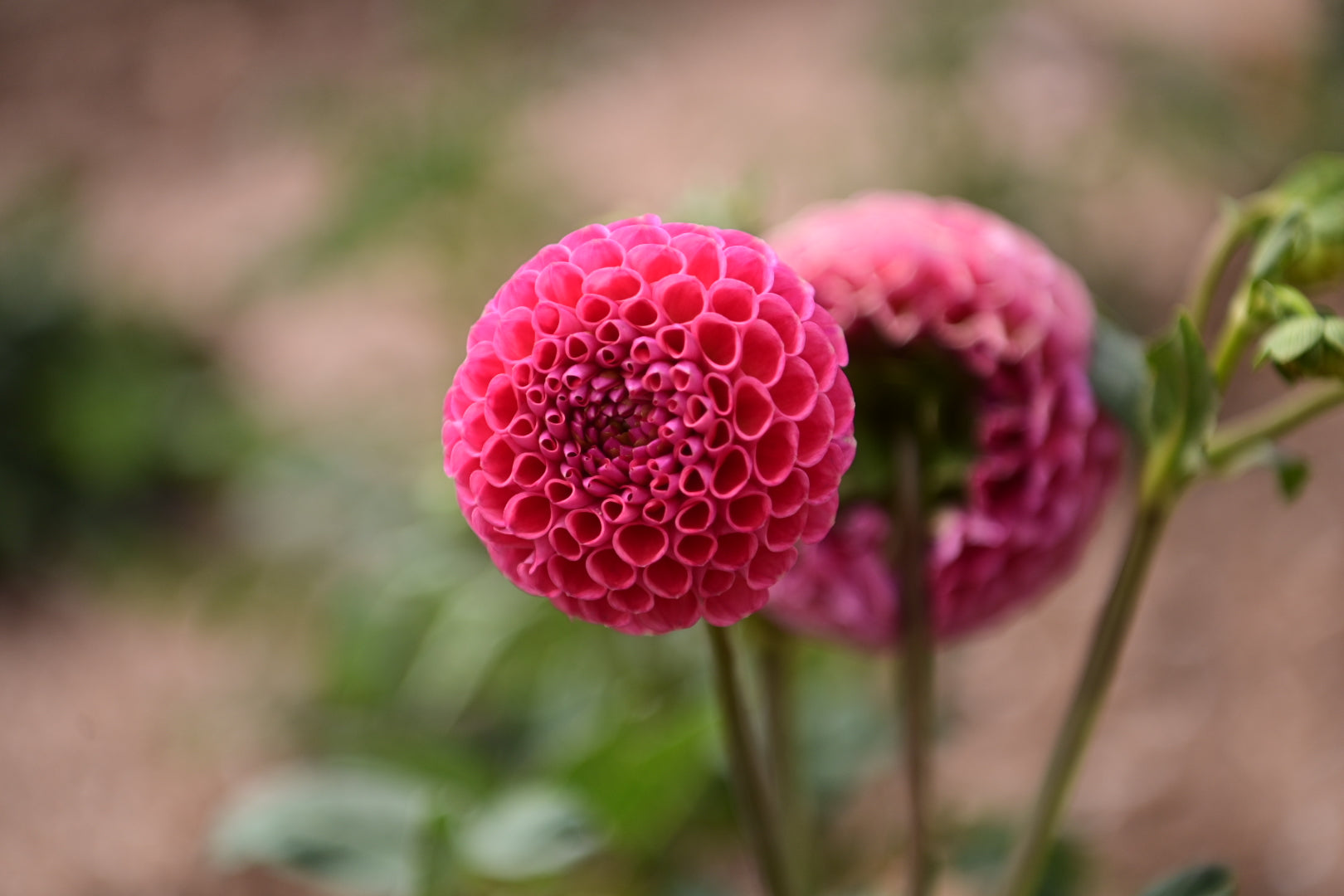 Gwyngana Dahlias