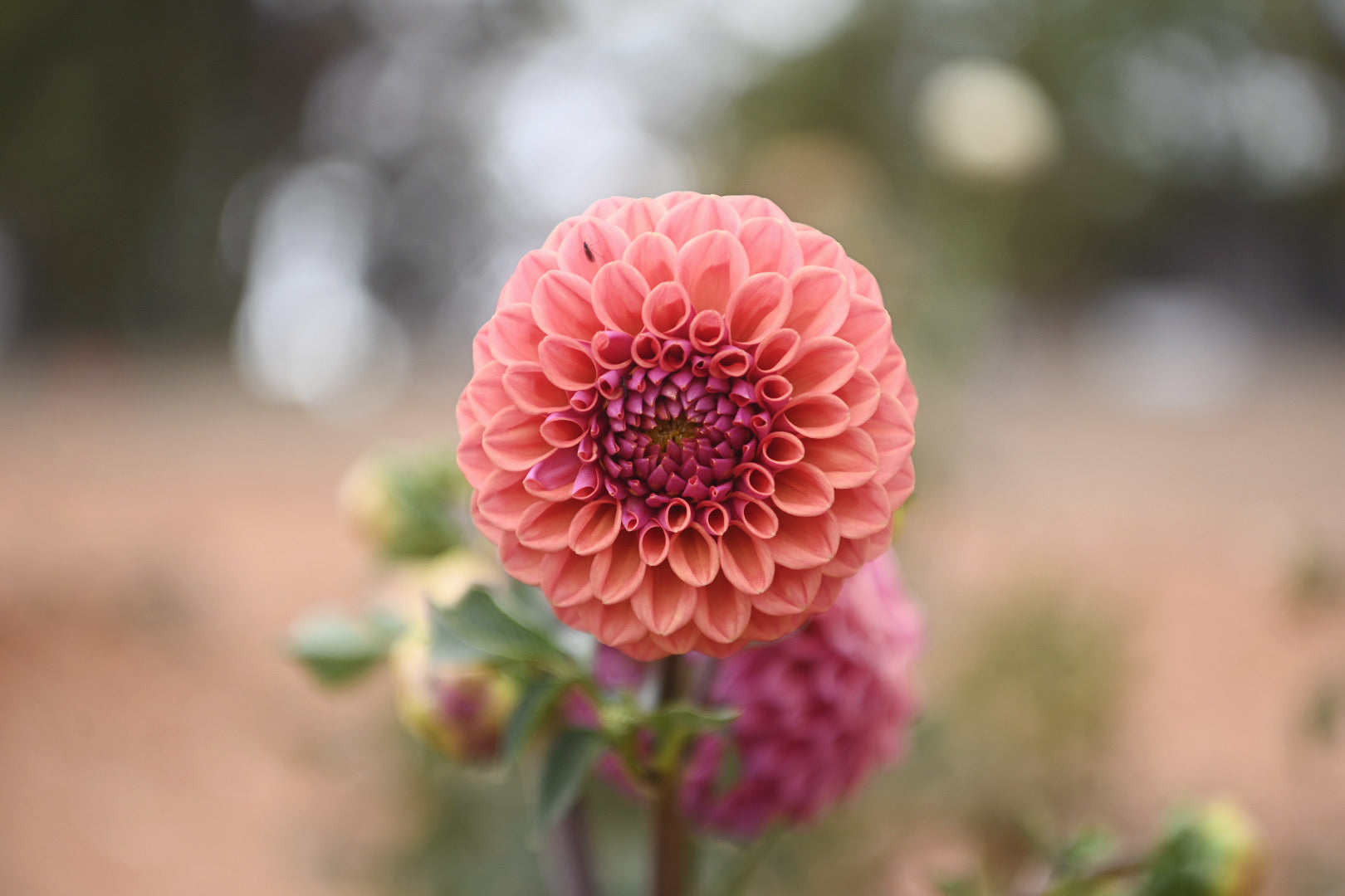 Gwyngana Dahlias