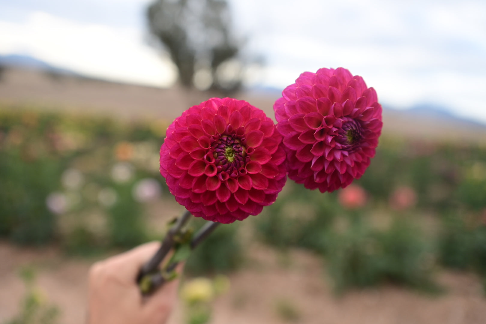 Gwyngana Dahlias